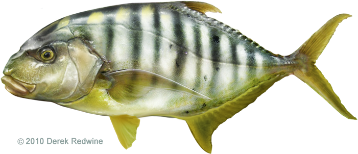 All-tackle World Records - Golden Trevally Png (720x328), Png Download