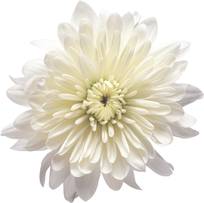 Chrysanthemum Clip Art Transparent (735x722), Png Download