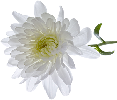 Chrysanthemum Transparent Png - Chrysanthemum Png (430x346), Png Download