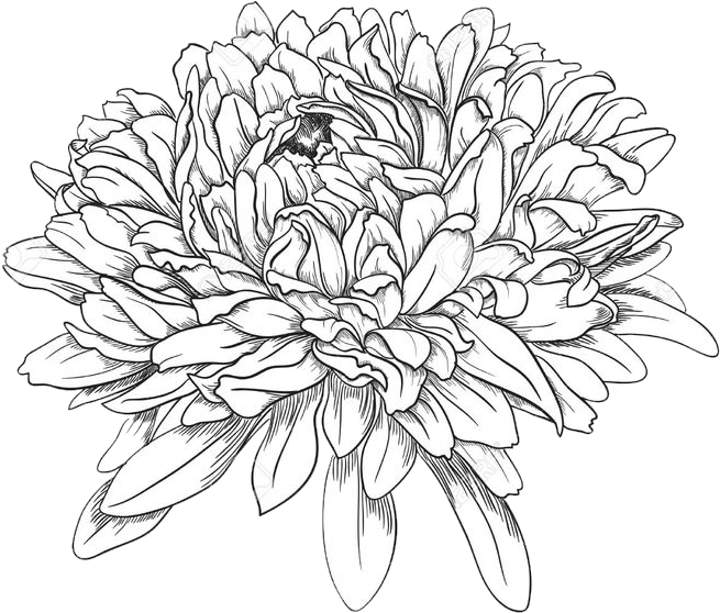 Chrysanthemum Chrysanthemum Drawing Full Size Png Download Seekpng