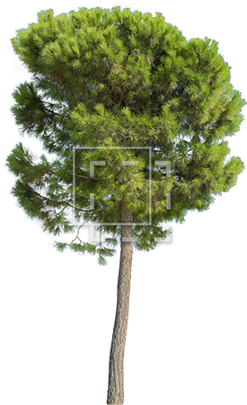 Parent Category - Tree Tall (450x450), Png Download
