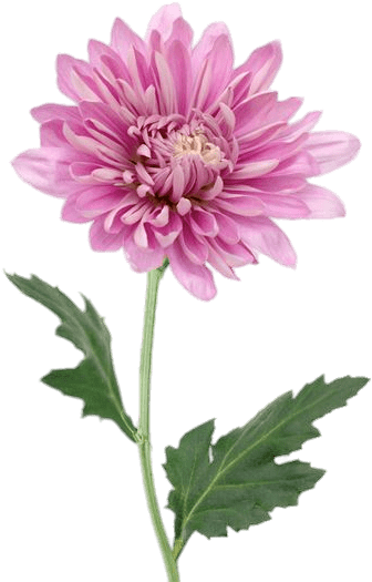 Pink Chrysanthemum - Chrysanthemum (397x536), Png Download