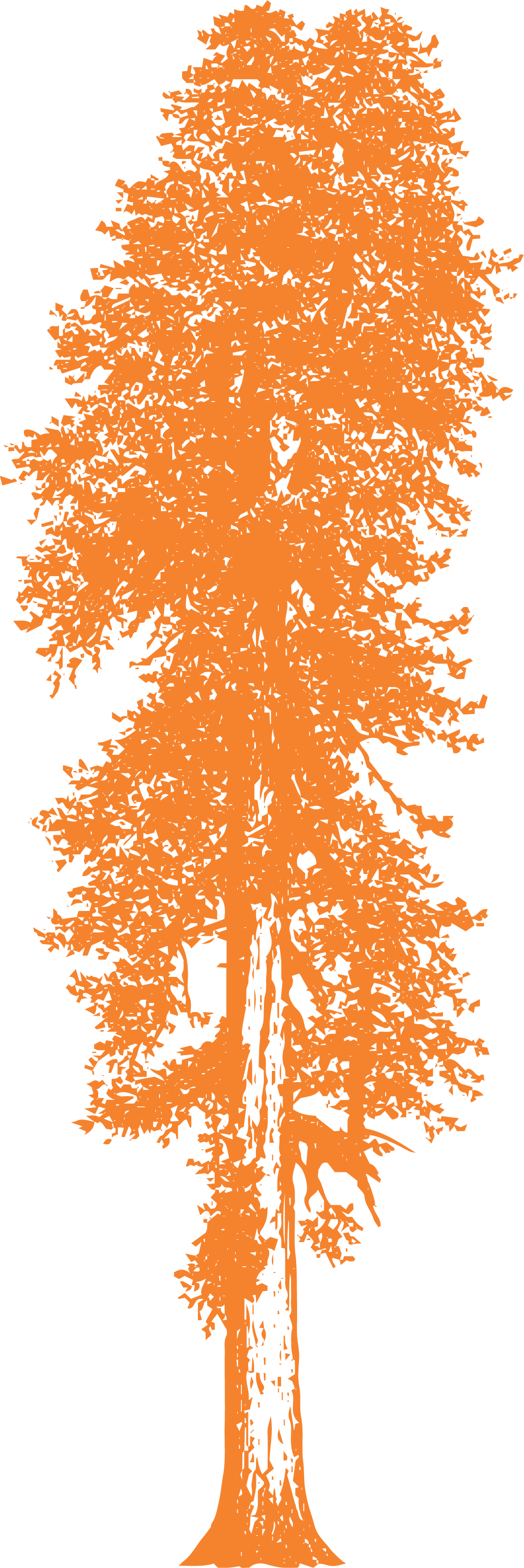 Redwood Tree Drawing (1120x3353), Png Download