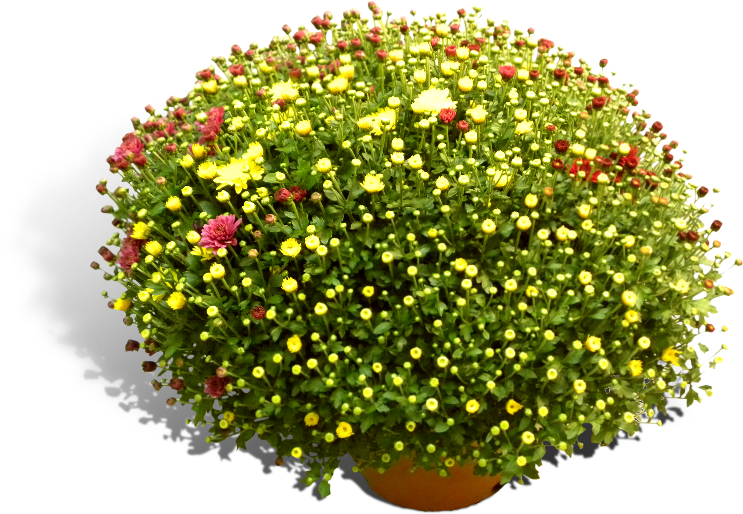 Bolchrysant Quatro 21cm Productfoto Shadow - Common Zinnia (2447x1757), Png Download