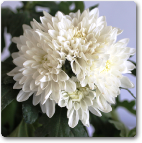 Chrysanthemum (650x489), Png Download