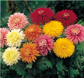 Common Garden Flowers Uk (450x300), Png Download
