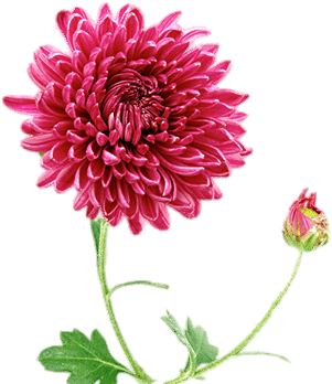 Chrysanthemum - Chrysanthemum Flower (350x397), Png Download