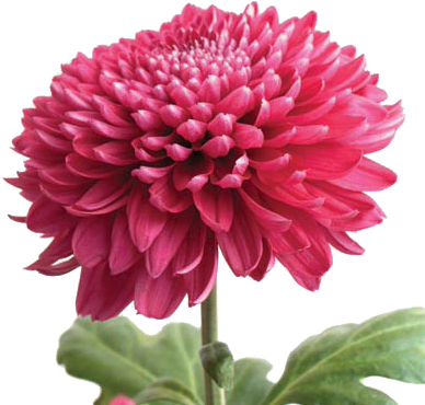 Vavasseur Fleur- Caring For Your Flowers - Chrysanthemum Transparent (417x417), Png Download