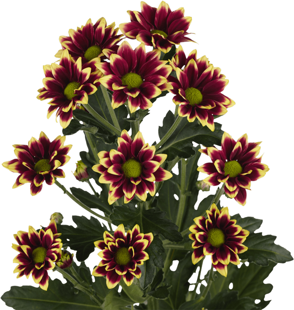 Click Here To Download Low Resolution Images - Chrysanthemum Haydar Yellow (1200x1600), Png Download