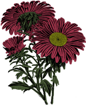 Trader Joe's - Korallenroter Heirloom-vintage Vogel-mit Karte (500x350), Png Download