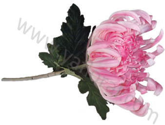 Chrysanthemum Flower Wholesale Pu Artificial Plant - Chrysanthemum (350x350), Png Download