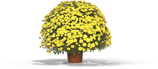29 Pm 61290 Chrysanthemum1 T 8/20/2017 - Flowerpot (511x511), Png Download
