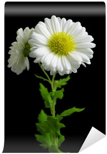 Chrysanthemum Morifolium Wall Mural • Pixers® • We - Chrysanthemum (400x400), Png Download