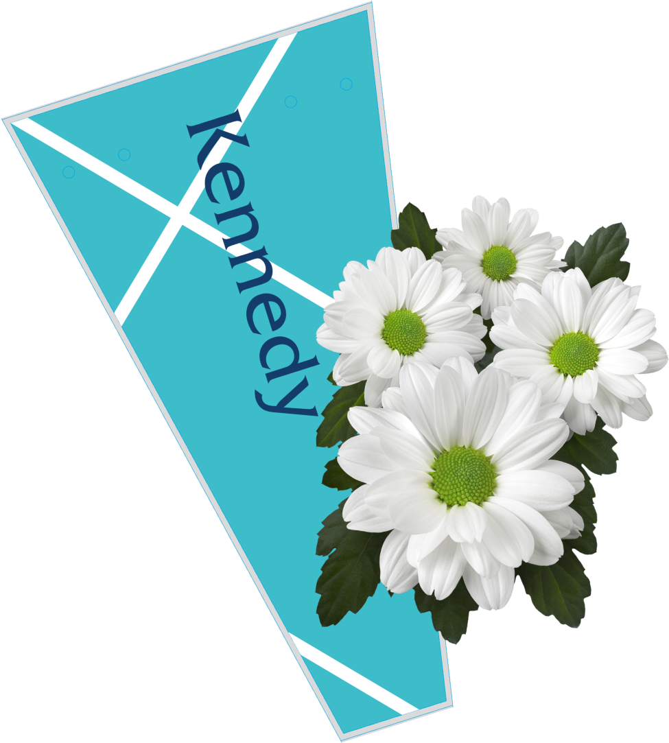 The Colour Is A Perfect Match With The White Colour - African Daisy (1048x1144), Png Download