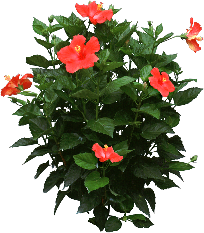 Propagate Hibiscus Plants During The Spring Either - Hibiscus Plant Png (655x748), Png Download