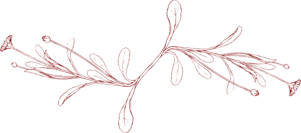 Field Daisy Page Break Hi - Page Break Transparent (600x266), Png Download