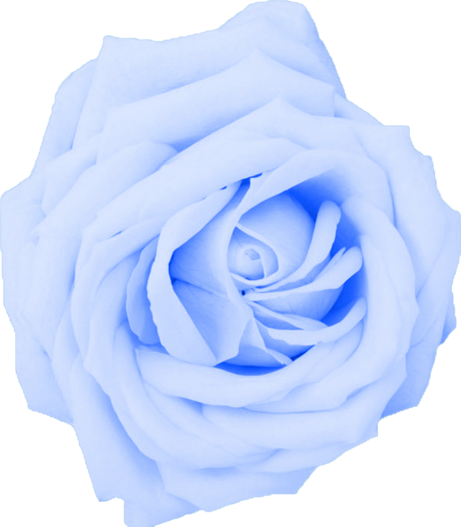 Flor Baby Blue Rose - Light Blue Rose Png (660x754), Png Download