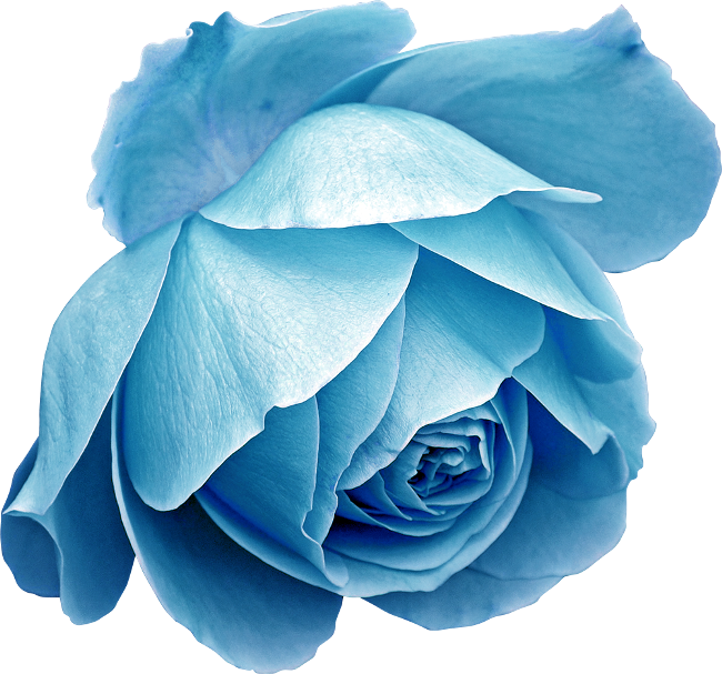Publicat De Eu Ciresica La - Blue Rose (650x607), Png Download