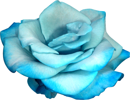 177 Images About Flower Png On We Heart It - Fleur Bleu Fond Blanc (437x337), Png Download