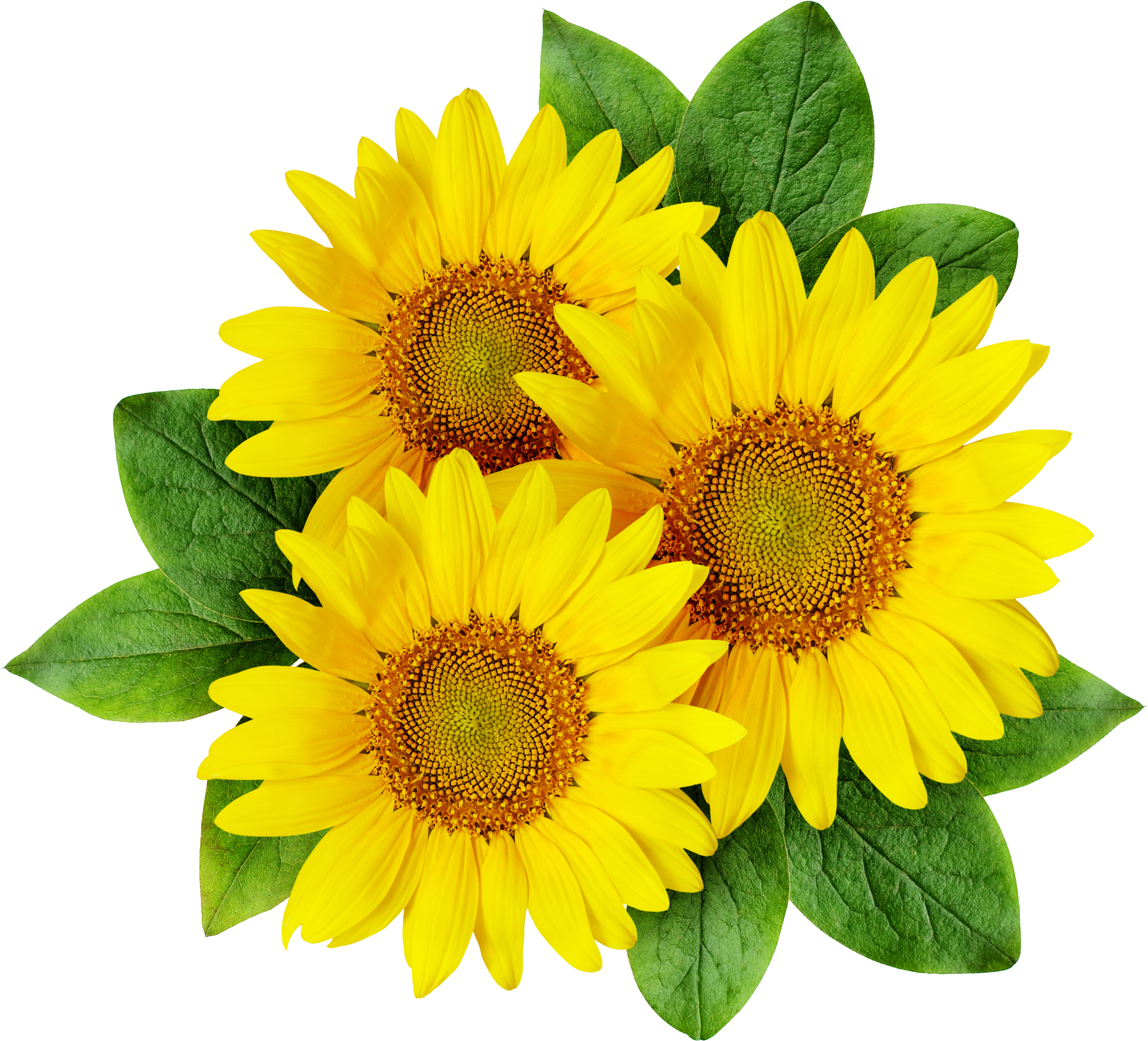 Sunflower Cartoon Png (2968x2592), Png Download
