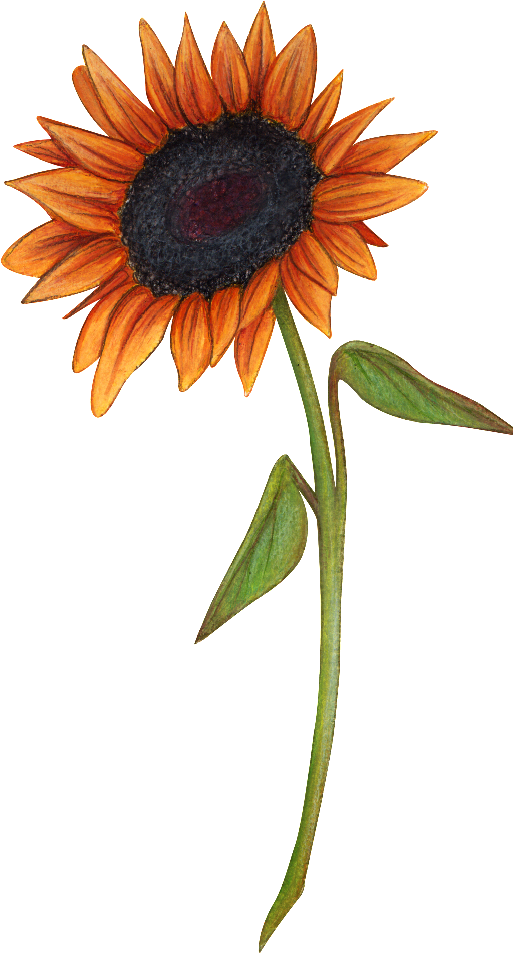 Hand Drawn A Sunflower Png Transparent - Portable Network Graphics (1024x1902), Png Download
