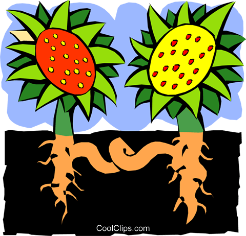 Sunflower And Roots - Quadratic Equation (480x462), Png Download