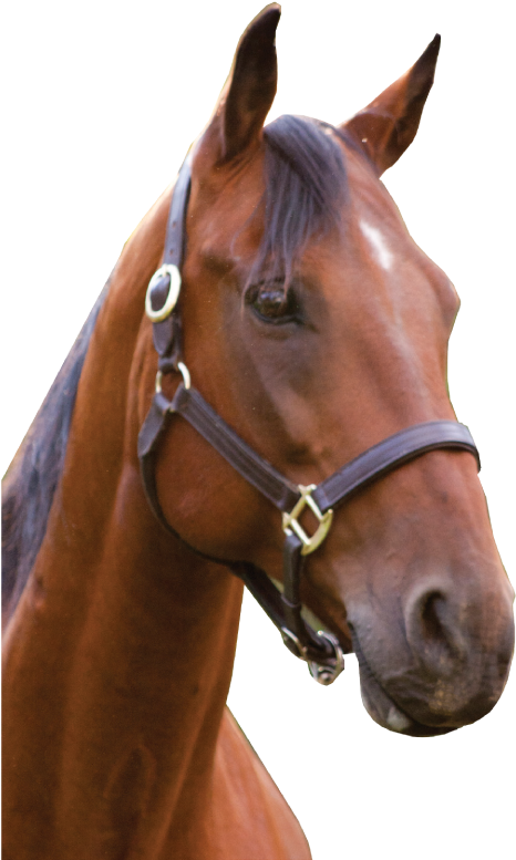 Png Freeuse Download Png Horse Head Transparent Horse - Horse Head Png (800x800), Png Download