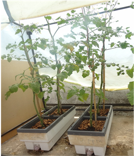 Plants Of Cherry Tomato In Biotop Device - Tree (605x309), Png Download