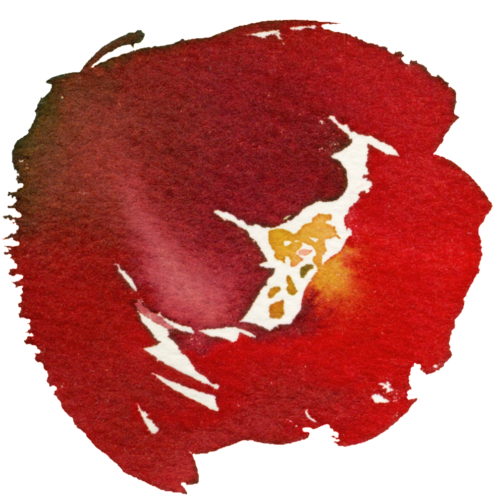 Hand-painted Pomegranate Flower Png Transparent Material - Flower (1024x1024), Png Download