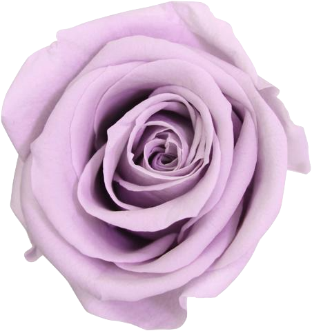 La Raffinée With 16 Eternal Roses - Lilac Verdissimo (452x480), Png Download