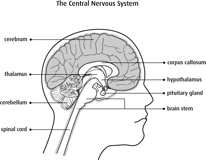 Diagram Of The Central Nervous System - Brain With Spinal Cord Cerebrum Brain Stem (687x535), Png Download