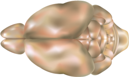 Rat Brain Clipart - Rat Brain Clip Art (600x600), Png Download