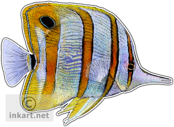 Copperband Butterfly Fish Decal - Copperband Butterfly Fish Throw Blanket (590x431), Png Download