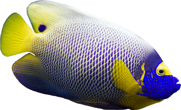 Everything Is Better Under The Sea - Fish Under The Sea Transparent (582x355), Png Download