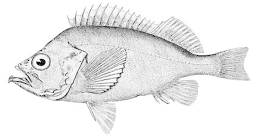 Bluegill Drawing Ocean Fish - Ca Mù Làn (1000x714), Png Download