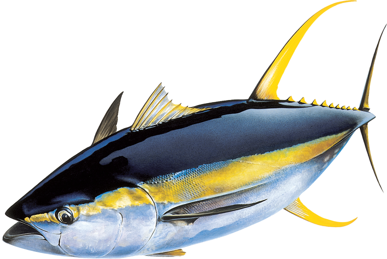 Ocean Image - Tuna Fish (768x513), Png Download