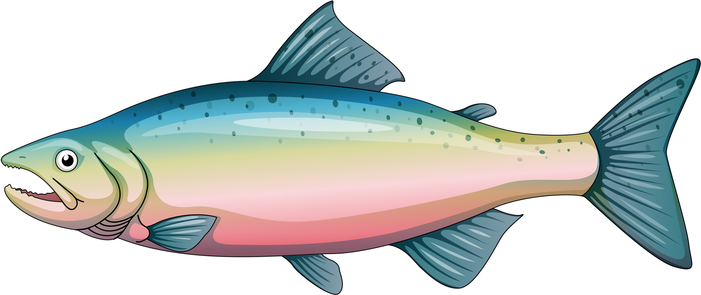 Яндекс - Фотки - Rainbow Trout Cartoon (2560x1159), Png Download