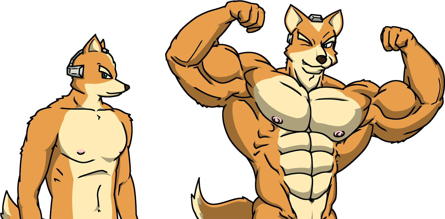 Fox's Sizes - Fox Mccloud Muscle Star Fox Buff (1800x872), Png Download