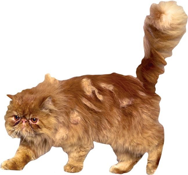 Crookshanks - Harry Potter Crookshanks (690x630), Png Download