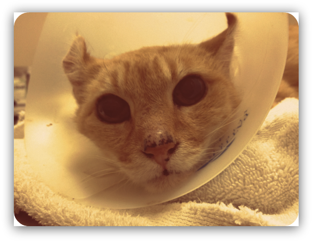 Beebop - Arabian Mau (640x496), Png Download