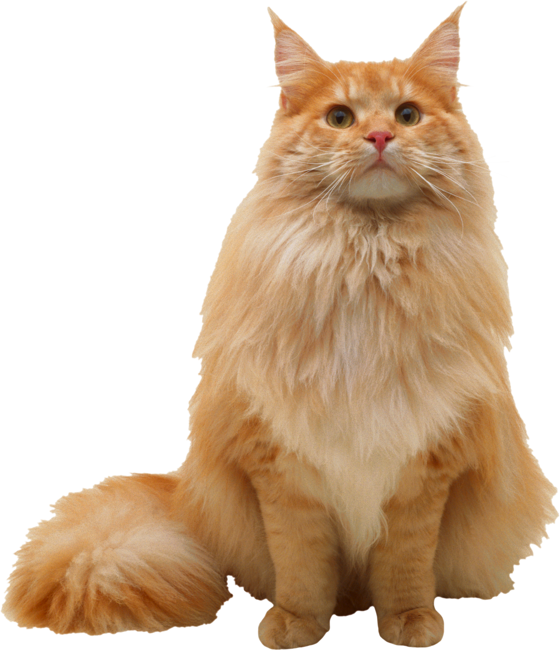 Maine Coon Persian Cat Ragdoll (1929x2239), Png Download