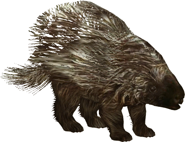 American Porcupine - California (592x592), Png Download