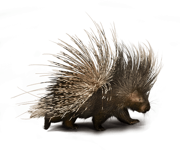 We're Making Some Exciting New Changes We Expect To - European Hedgehog (579x483), Png Download