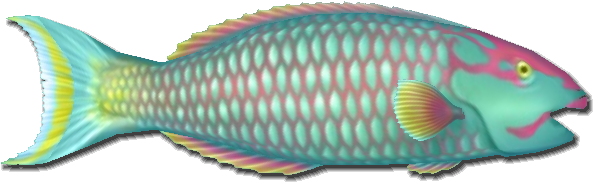 Fish 6 - Okra Peji (621x234), Png Download