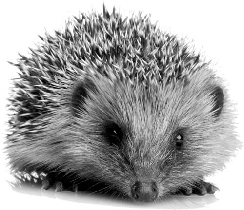I Would Like A Hedgehog For My Garden Where Can I Get - Hedgehog Food Chain (500x431), Png Download
