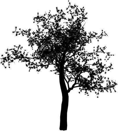 Cherry Blossom Tree Png (407x450), Png Download