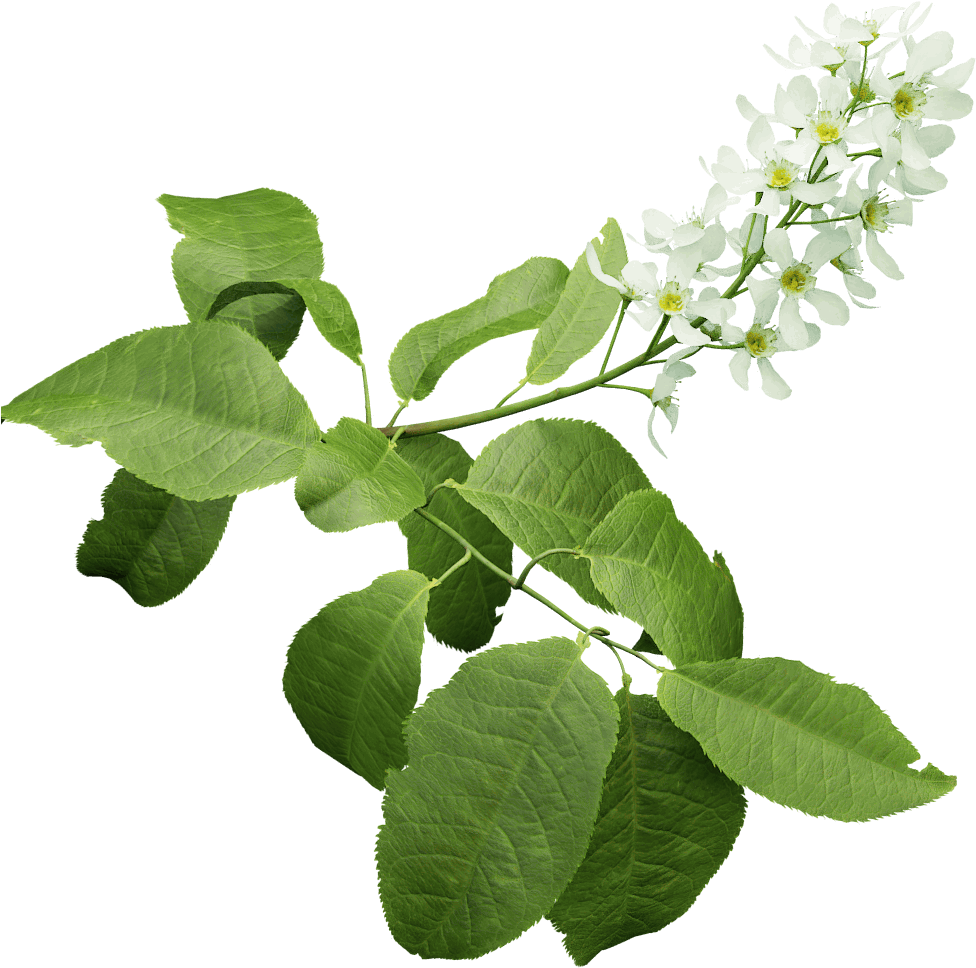 Bird Cherry - Oriental Cherry Foliage Png (1024x1024), Png Download