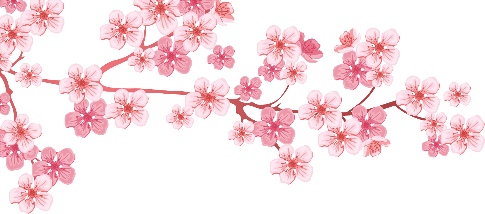 Almond Tree - Almond (1653x729), Png Download