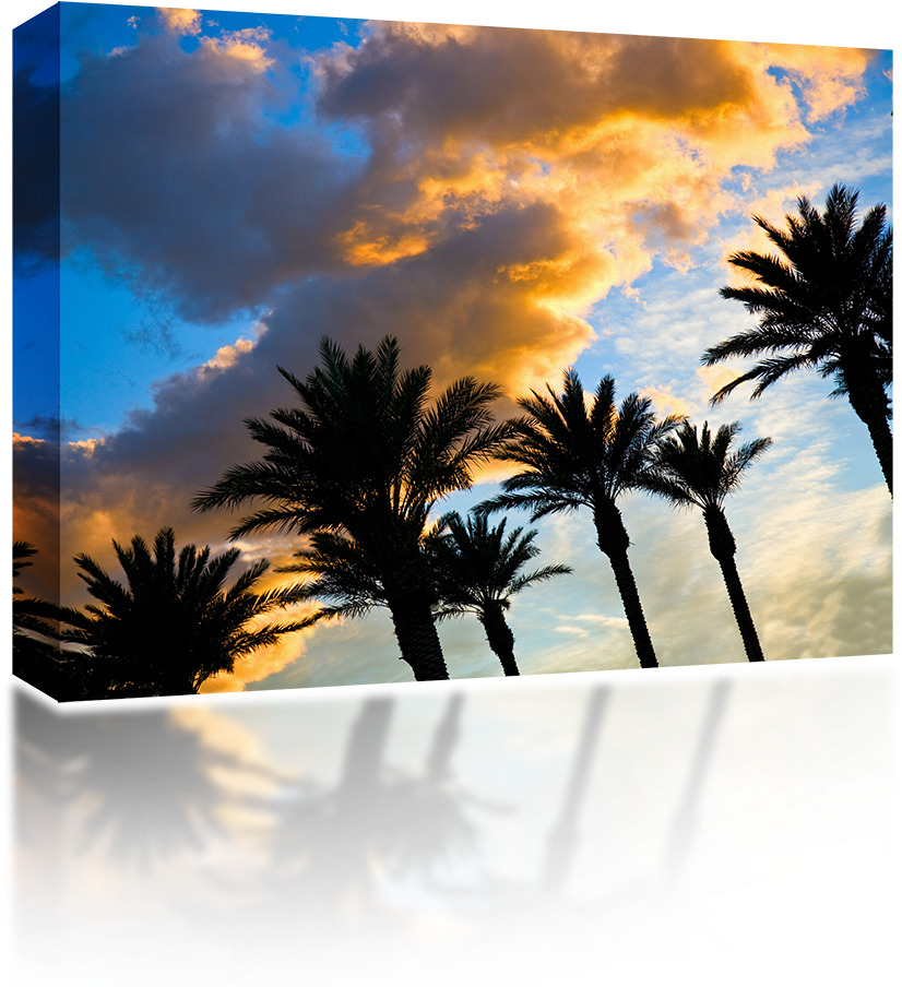 Beautiful Palm Sunset - Sunshine In Florida (1024x1024), Png Download