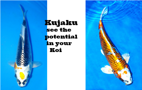 Koi We Breed And Sell At Windsor Fish Hatchery - Koi (600x300), Png Download